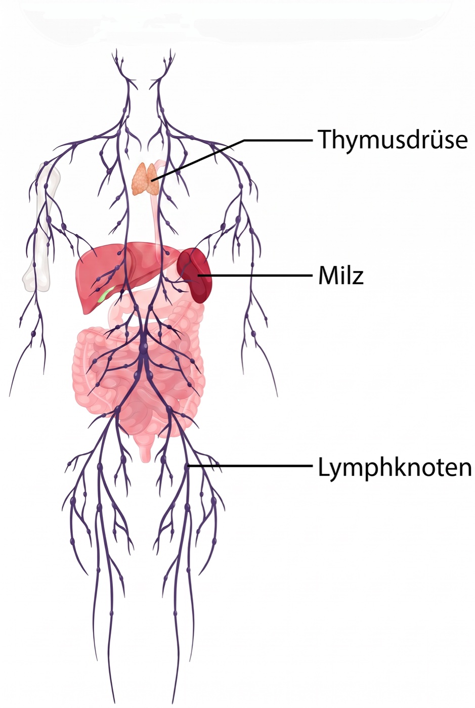 Anatomisches Schaubild des Oberkörpers mit Thymusdrüse, Milz und Lymphknoten
