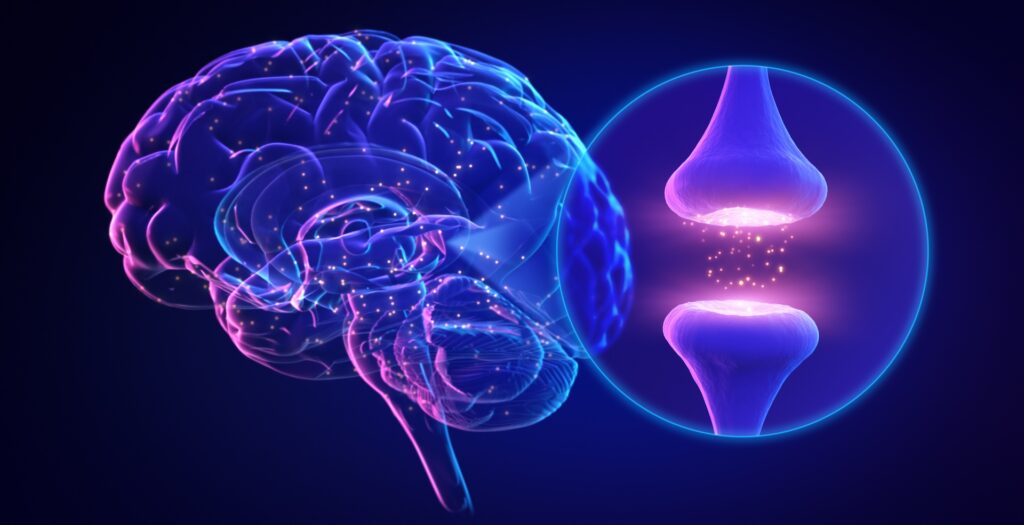Menschliches Gehirn, Synapsen, Neurowissenschaft